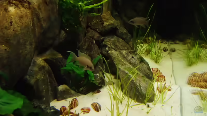 Breitseite von Trooper (64)