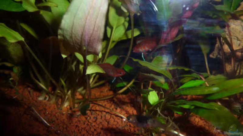 Breitseitendrohen Dario Männchen 1 17.03.2011 von Ray1975 (30)