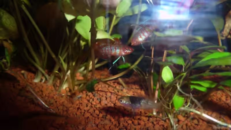 Breitseitendrohen Dario Männchen 2 17.03.2011 von Ray1975 (31)