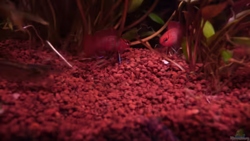 Breitseitendrohen Dario Männchen 3 17.03.2011 von Ray1975 (32)