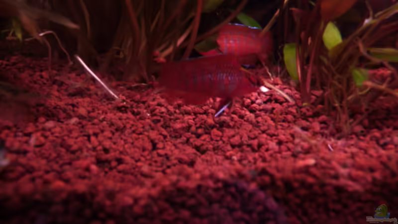 Breitseitendrohen Dario Männchen 4 17.03.2011 von Ray1975 (33)