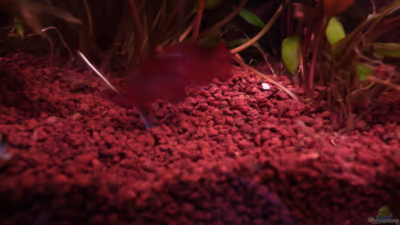 Breitseitendrohen Dario Männchen 5 17.03.2011 von Ray1975 (34)