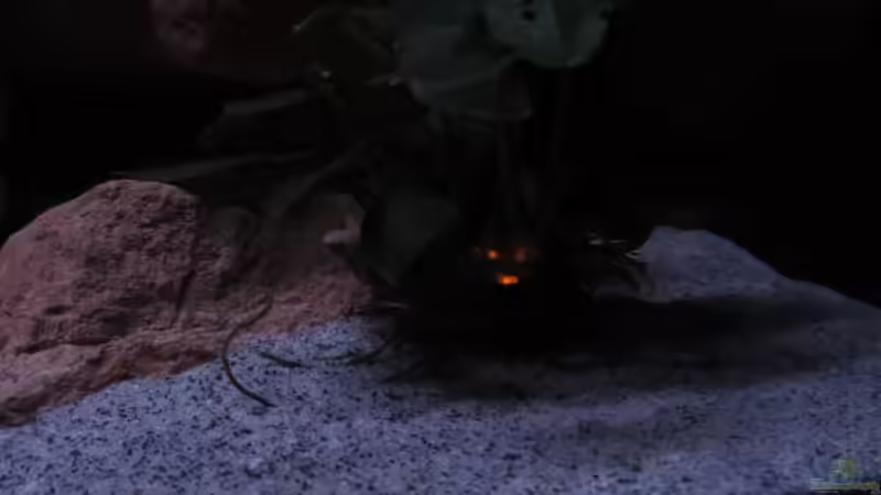 brennende Anubia :-) von aquamika (10)