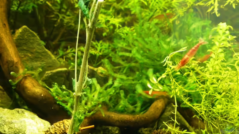 Brennessel im Vordergrund (als Futterergänzung) von A. G. (17)