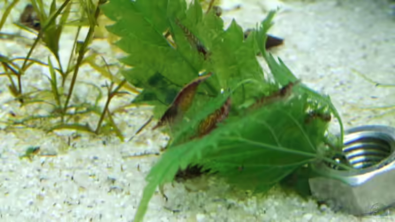 Brennessel von Matzemania (4)