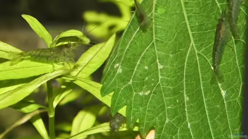 Brennesselblatt von Ralf64 (44)