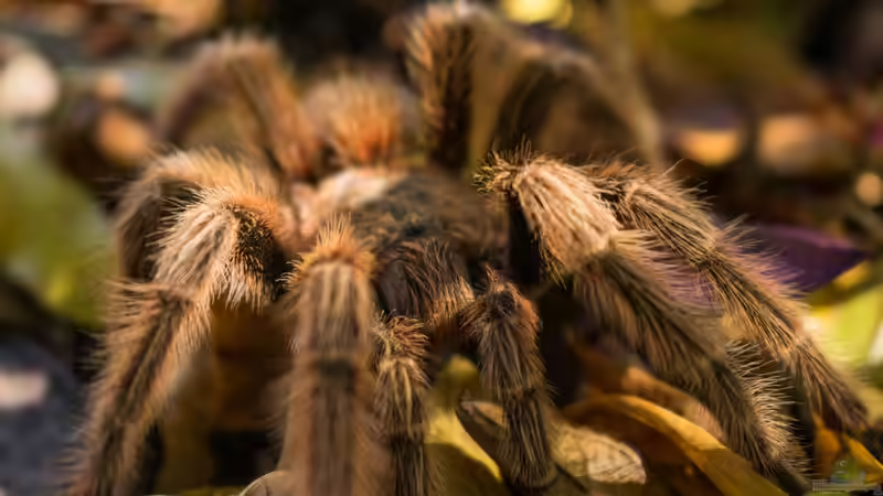 Brennhaare: So verteidigen sich Vogelspinnen - Alles über das faszinierende Abwehrsystem