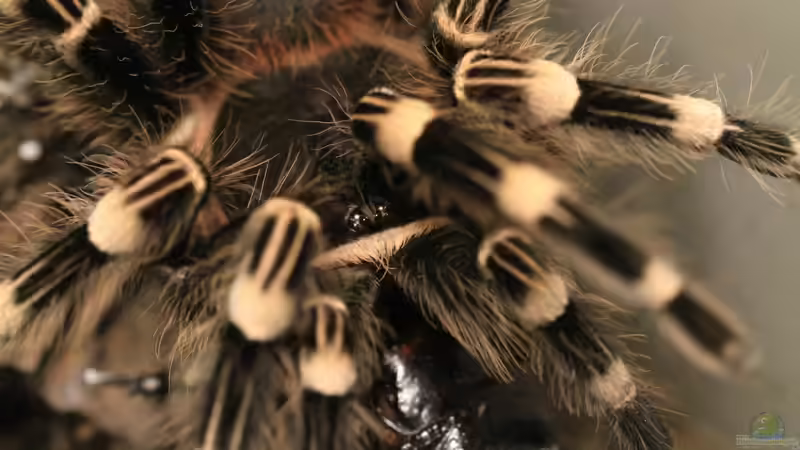 Brennhaare: So verteidigen sich Vogelspinnen - Alles über das faszinierende Abwehrsystem