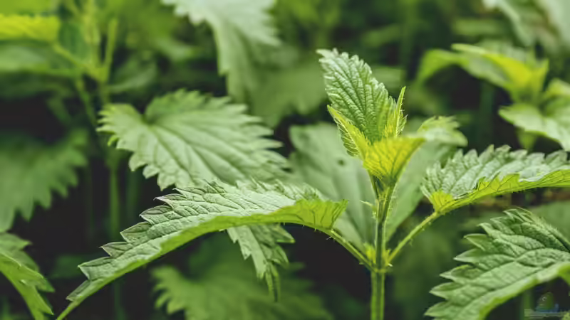 Brennnesselsud – Das Wundermittel für den ökologisch bewirtschafteten Garten?