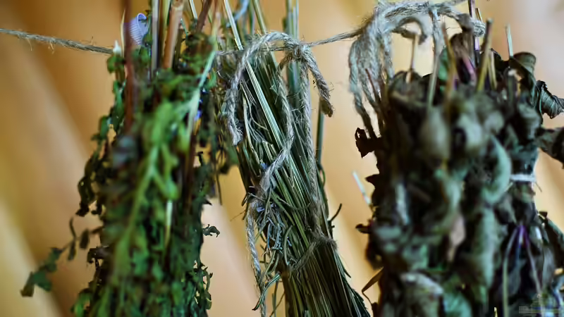 Brennnesseltee aus eigenem Anbau - Vom wilden Kraut zum wertvollen Gartenschatz