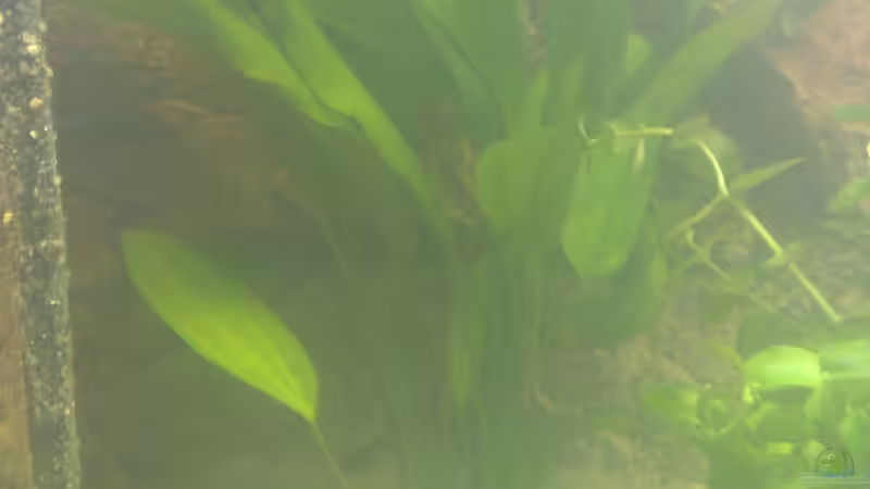 Breuningers Schwertpflanze von raubsau (124)