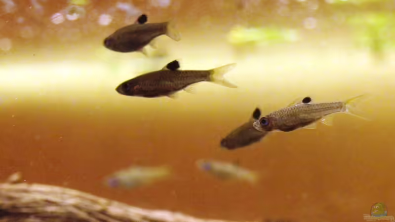 Brevibora dorsiocellata im Aquarium halten (Einrichtungsbeispiele für Augenfleckbärblinge)