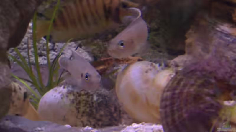 Brevis+Calvus von Capitan Hook (31)