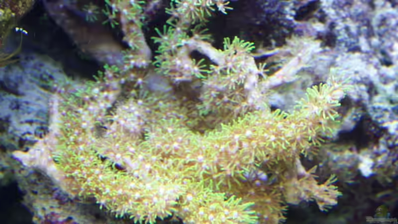 Briareum - Grüne Röhrenkoralle von Thorsten John (20)
