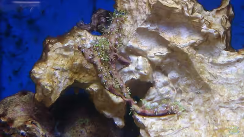 Briareum- Grüne Röhrenkoralle von Rene Rohrer (16)