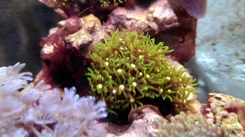 Briareum  von Stephi (7)