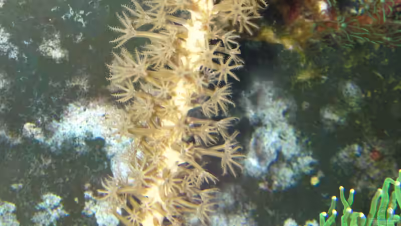 Briareum asbestinum 01 - Hornkoralle von Johannes 88 (36)