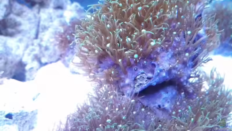 Briareum asbestinum von Moepple (20)