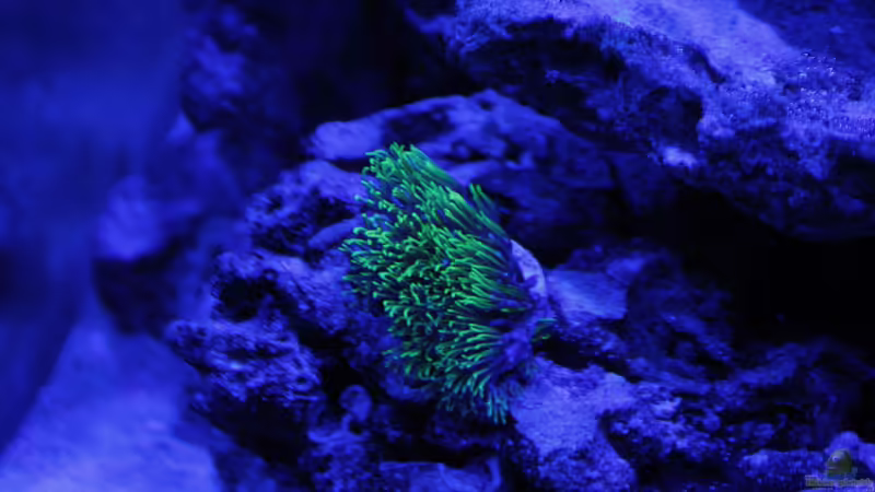 Briareum hamrum - Grüne Röhrenkoralle - im blauen Licht fluoreszierend von Micha (18)