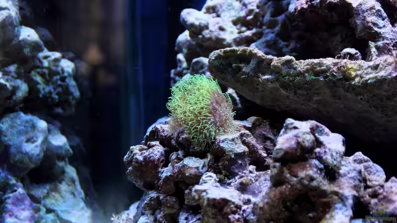 Briareum hamrum - Grüne Röhrenkoralle von Micha (16)