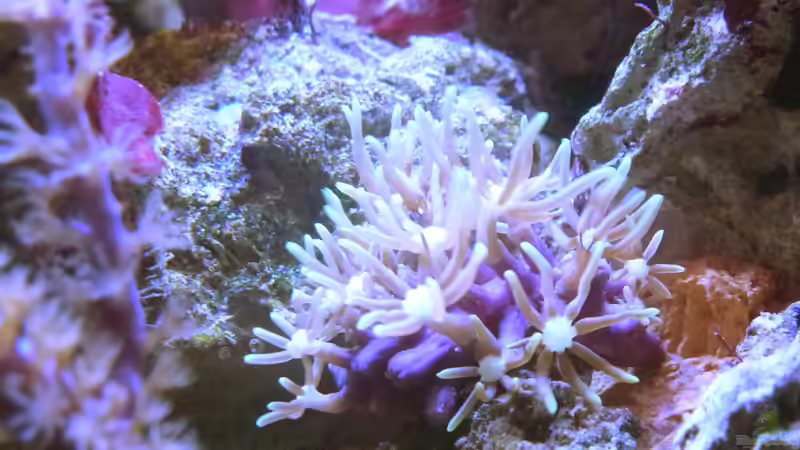 Briareum hamrum? von Summse (34)