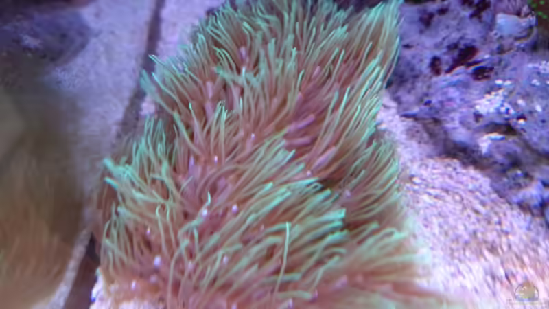 Briareum hamrum von WittaMine (44)