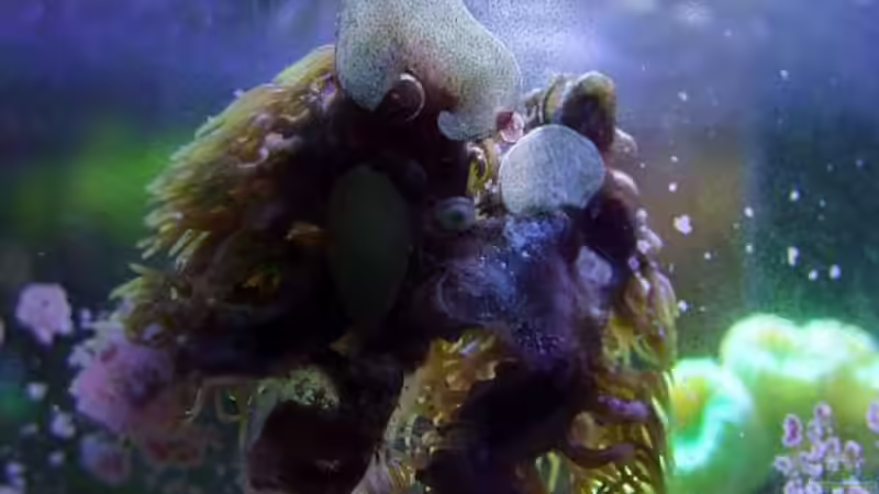 Briareum lässt sich hervorragend auf Glas ansiedeln. Hier sieht man gut, wie das von Denise83 (24)