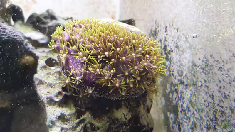 Briareum von GiZZ55 (11)