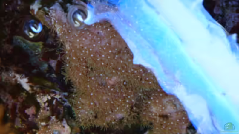 Briareum von oben von B1gT4nk (6)