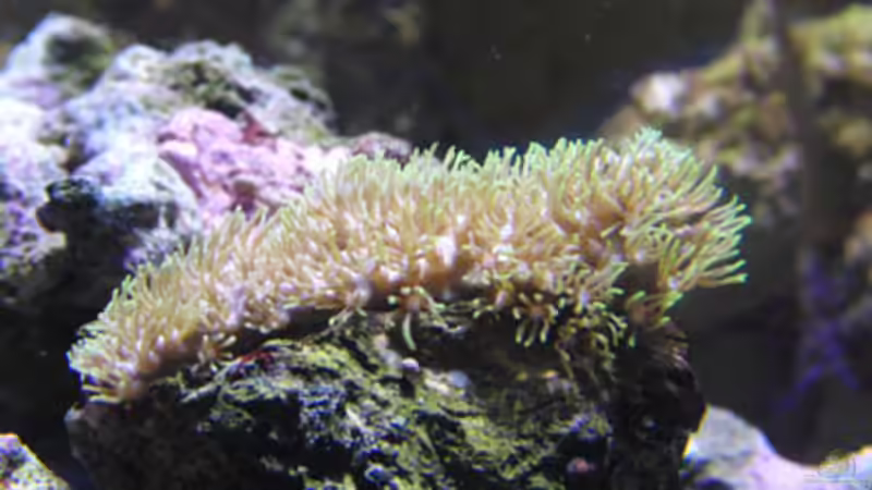 Briareum von Steffen Ruck (20)