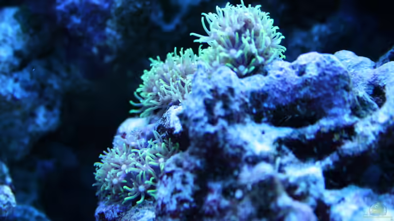 Briareum von Susanne Axt (20)