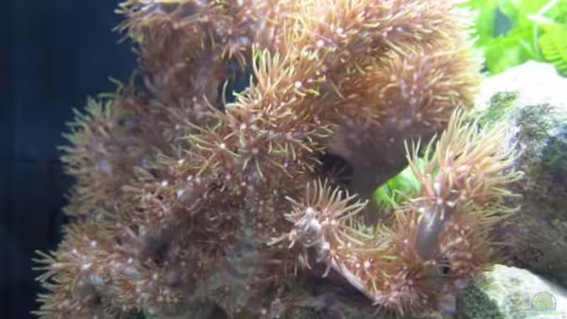 Briareum von water13 (4)