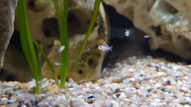 Brichardi Nachwuchs von Berie (10)