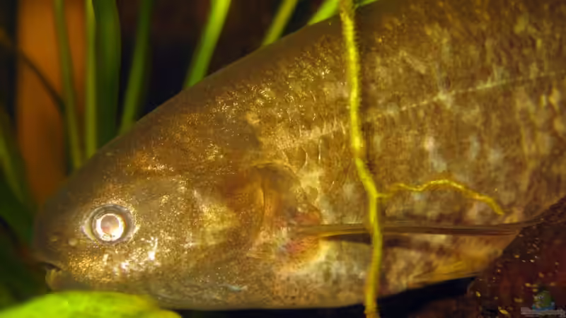 Brienomyrus niger von Misanthrop (8)