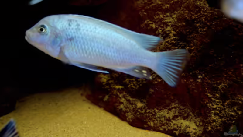 Bright Blue (M.callanois) von Roland Elsenbruch (16)