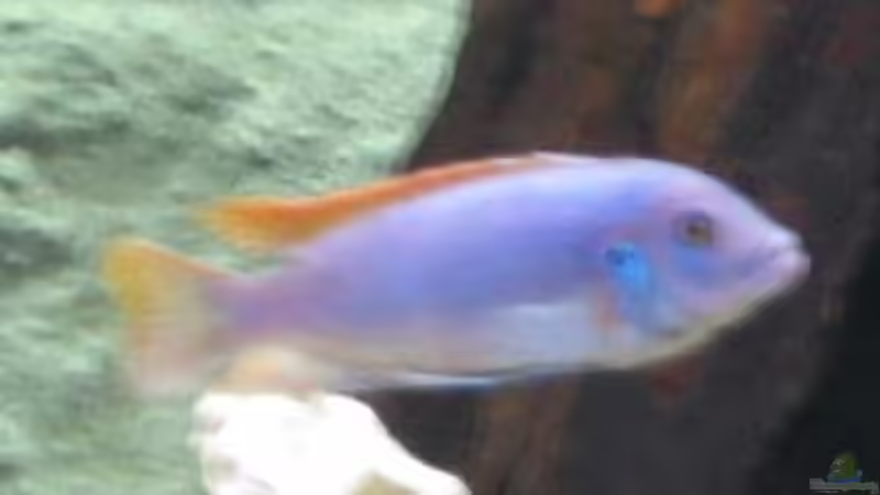 Bright Blue Mänchen von Robert Malcharczik (16)