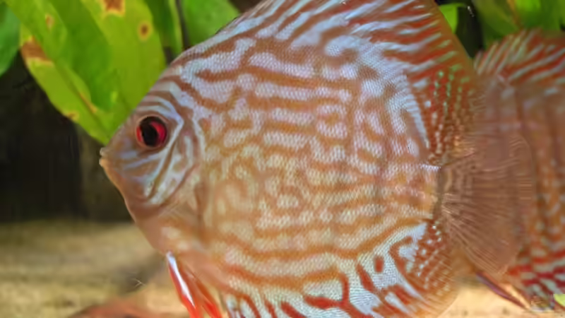 Brillant blue 8,0 cm von Matoba (34)