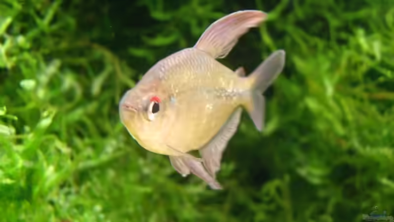 Brillant Salmler von Daniel_ (26)