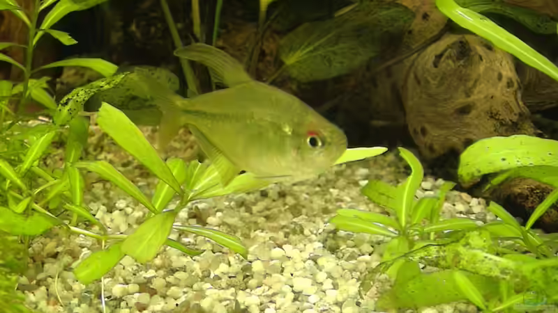 Brillant Salmler von mathes (6)