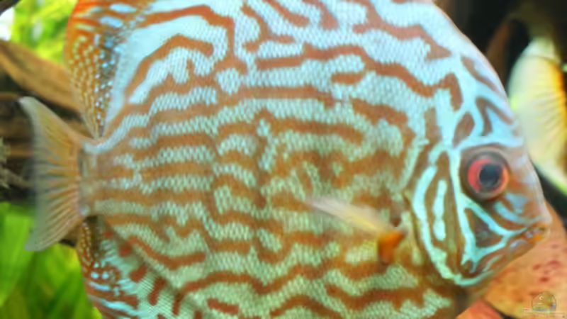 Brillant Türkis von lod (27)