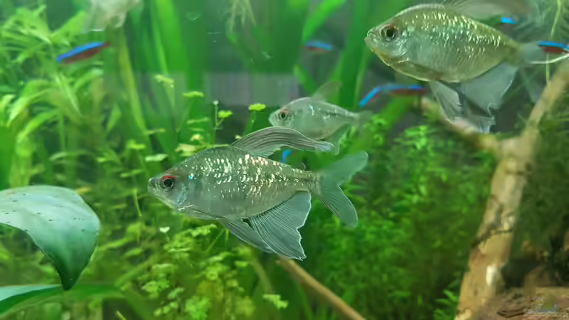 Brillantsalmler von Rinchen84 (18)