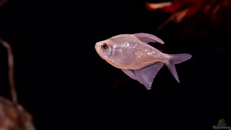 Brilliant Salmler von DiskusMummy (34)