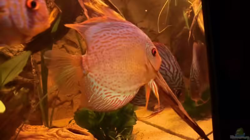 Brilliant Türkis flächig von Steven Tumma (55)