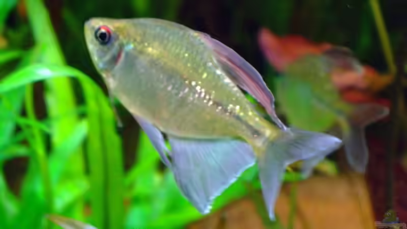 Brilliantsalmler-Männchen von Wolfgang Röhken (19)