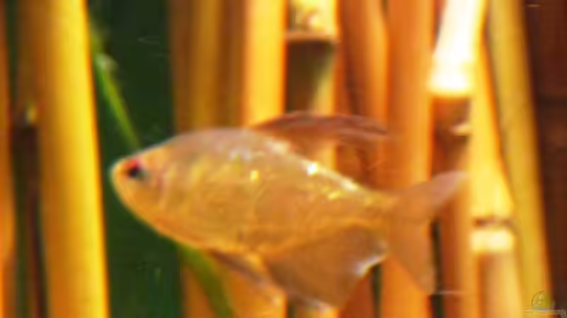 Brilliantsalmler von Me)-(@niC ©® (35)