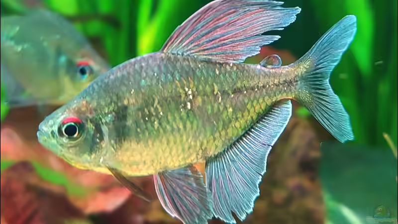 Brilliantsalmler von Rallepigalle (7)