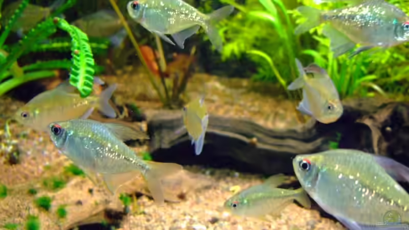 Brilliantsalmler von Wolfgang Röhken (22)