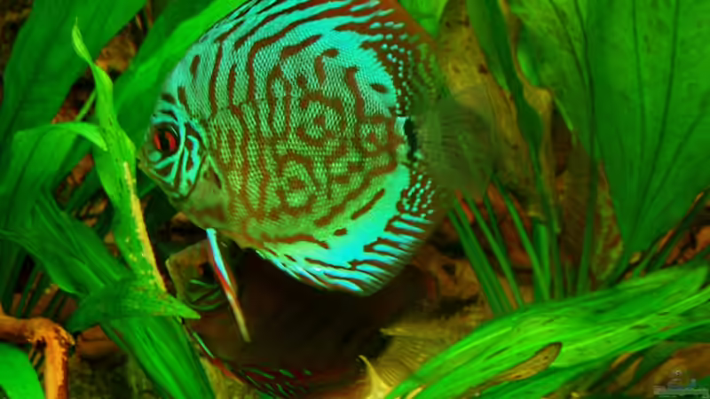 Brillianttürkis + Alenquer bei Eiablage 20.12.10 von ~Marco~ (64)