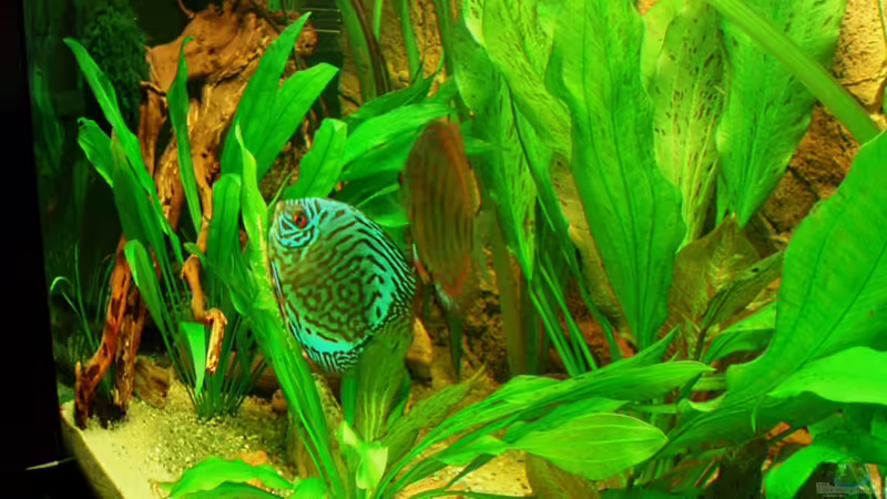 Brillianttürkis + Alenquer bei Eiablage 20.12.10 von ~Marco~ (65)