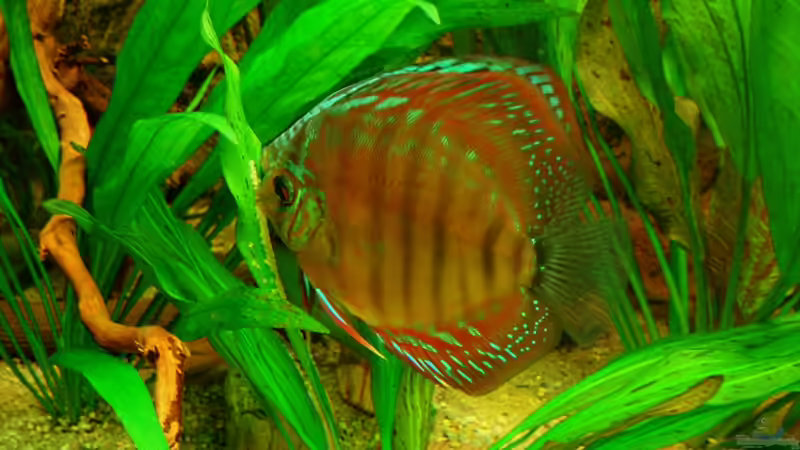 Brillianttürkis + Alenquer bei Eiablage 20.12.10 von ~Marco~ (66)